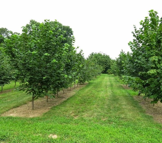 выращивание фундука Сад фундука