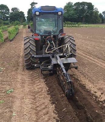 маточник фундука в тамбовской и рязанской области Закладка маточника фундука