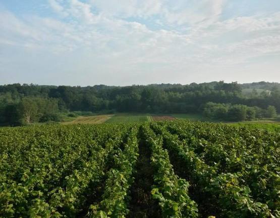 питомник фундука саженцы фундука