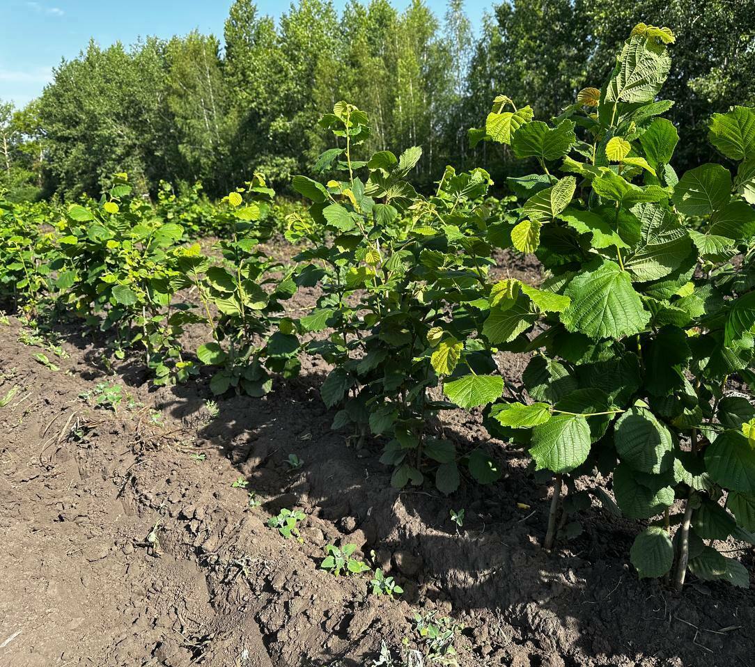 Продажа саженцев фундука, закладка сада, размножение фундука Сажены фундука купить