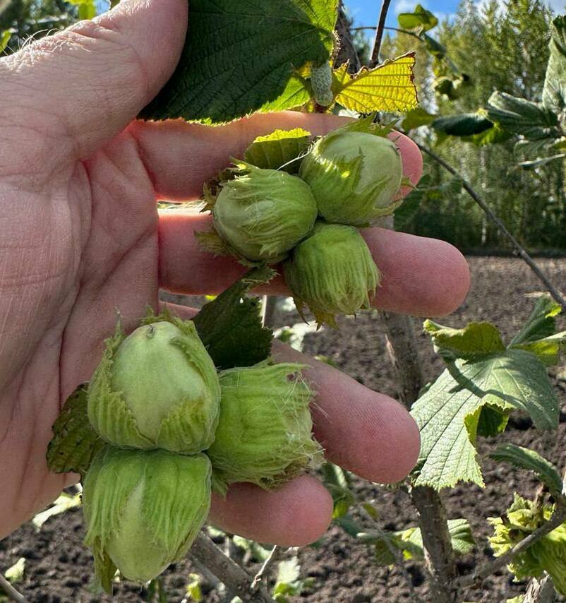 Лучшие сорта фундука Селекция сортов фундука